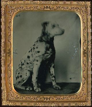 Dalmatian Dog Seated On Tiled Floor 1/6 Plate Tintype T135