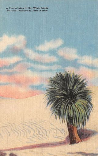 Q23 - 1057,  A Yucca,  White Sands Natl Park,  Nm. ,  Postcard.