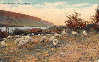 Q23 - 0964,  Sheep Raising In Eastern Oregon,  1910s Postmarked.  Postcard.