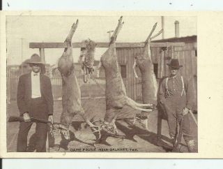 Tx Game Found Near Dalhart Texas Deer Photo Postcard 1920s?