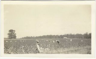 African - American Men & Women Picking Cotton 1940s Vintage Snapshot
