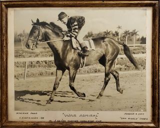 Rare,  C1937 " War Admiral " Triple Crown Winning Racehorse Orig Vintage Photograph