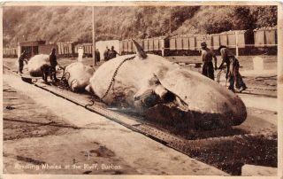 Durban - Handling Whales At The Bluff An Old Postcard 95103