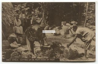 West Africa - Cutting Up Oil Palm Heads Of Fruit - Old Postcard