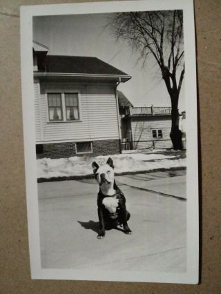Vintage Photo Boston Terrier Dog With Personality Posing For The Camera Snapshot