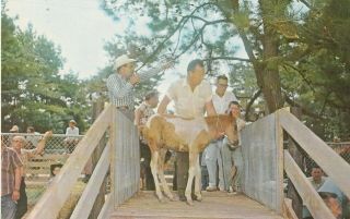 Pony Postcard - " Chincoteague Pony Penning " /up For Sale/