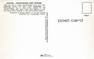 Pony Postcard - 