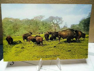 1910 Postcard Part Of The American Bison Herd York Zoological Park