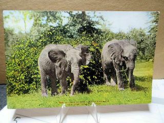 1910 Postcard East African Elephants York Zoological Park