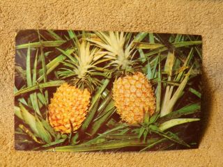 Vintage Postcard Pineapple Growing,  Hawaii