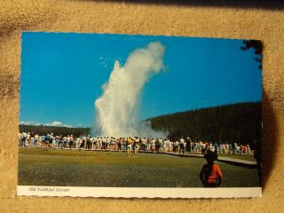 Vintage Postcard Old Faithful Geyser,  Yellowstone National Park,  Wyoming