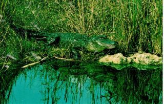 Alligator Everglades National Park Florida Postcard - Postally