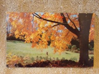 Vintage Postcard Fall Scene With A Golden Maple And A Hunter In Field