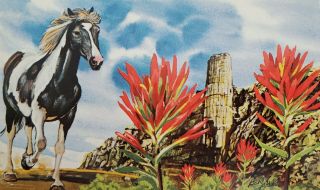 Postcard Ken Haag Wyoming State Flower Indian Paint Brush 1973 Capital Engraving