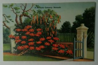Vintage Linen Bermuda Postcard Floral Gateway Trees Lush Landscape Red Flowers