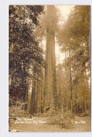 Rppc Real Photo Postcard California Santa Cruz Big Treees The Ginat Zan 1756