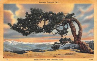 C22 - 0525,  Storm Scarred Pine,  Yosemite Natl Park.  Postcard.