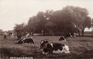 Vintage Rppc Schaalsmeer Cows Grazing Krommenie Holland Real Photo Postcard