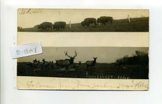 Keota Iowa Keokuk County Rppc Photo Postcard,  Maplehurst Park,  Buffalo,  Deer