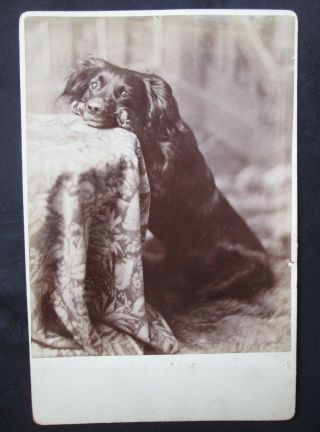 Antique 19th Century Very Rare Pose Cabinet Card Photo Of Dog Resting Its Head