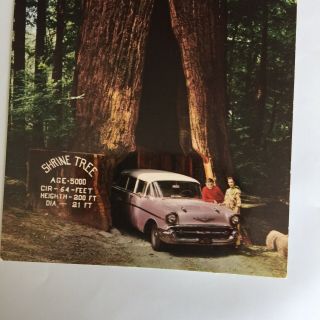 1957 Chevy Station Wagon Shrine Tree Unposted Postcard