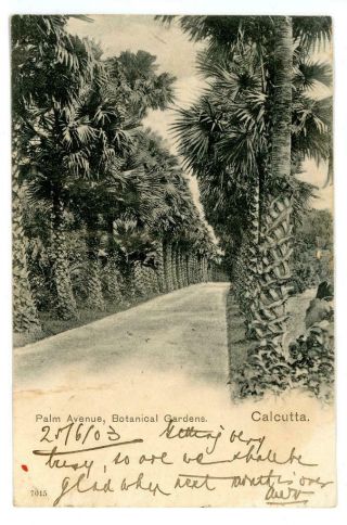 1903 India Postcard Of Palm Avenue In The Botanic Gardens Of Calcutta