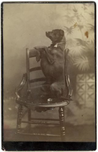 Cabinet Card Portrait Of A Dog Posing On His Hind Legs 1880s 