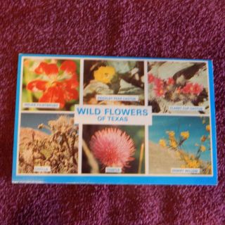 Vintage Postcard Wild Flowers Of Texas