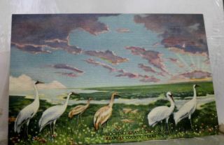 Texas Tx Aransas County Whooping Crane Group Postcard Old Vintage Card View Post