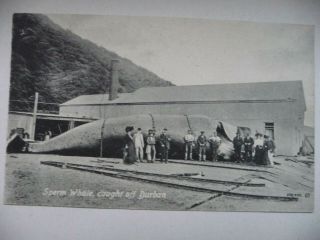 Early Postcard Sperm Whale Caught Off Durban South Africa