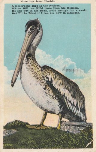 Florida Postcard - " The Pelican (bird) Greetings From Florida " /pm 1929/
