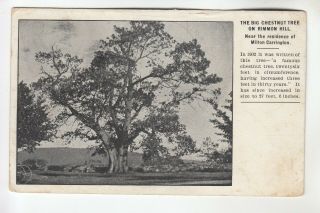 The Big Chestnut Tree On Rimmon Hill Near Oxford Ct