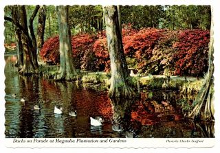 Ducks On Parade Magnolia Plantation Gardens Charleston South Carolina Postcard