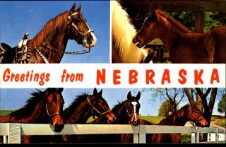 Greetings From Nebraska Multi - View Horses Ponies