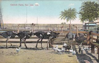 San Jose,  California,  00 - 10s ; Ostrich Farm