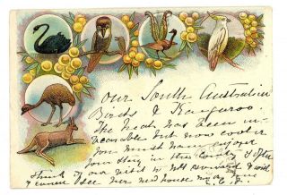 1899 South Australia Court Size Postcard Of Australian Birds & Animals