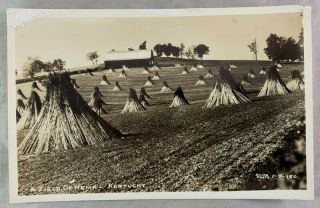 Antique Rppc Real Photo Postcard Field Of Hemp In Kentucky / Cline Photographer