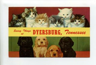 Seeing Things At Dyersburg Tn,  Dyer County,  Vintage Postcard,  Kittens,  Puppies