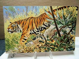 1910 Postcard Tiger On The Prowl Series 283