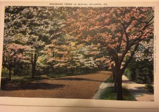 Postcard Dogwood Trees In Bloom Atlanta Ga Georgia Linen R&r News Dog Wood Tree