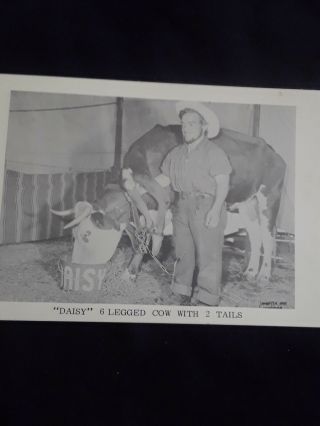 Freak 6 Legged Cow Post Card Vintage 60 