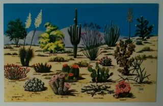 Arizona Vintage Postcard Cacti & Desert Flora Agave Cholla Barrel Ocotillo