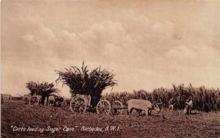 D8/ Foreign Postcard Carribean C1910 Barbados Sugar Cane British West Indies Bwi