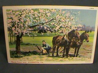 Greetings From Pa P.  C: Horse Pulled Plow @ Fruit Tree,  Jeannette,  Pa 1950s