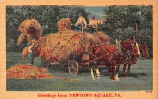 C20 - 5813,  Horses Carrying Hay,  Newton Square,  Pa.  Greetings