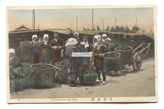 Tallying The Tea Pick - Workers,  Tea Containers - Old Japan Postcard