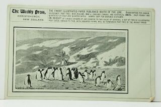Postcard British Antarctic Expedition 1901 - 04 Blunt Billed Arctic Penguins F4