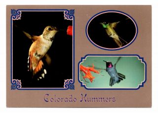 Colorado Hummingbirds Postcard Hummers Wildflowers Meadows Mountains Unposted