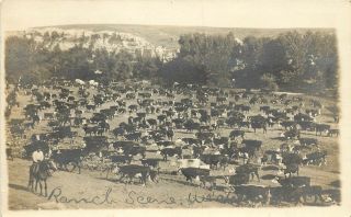 C1917 Rppc Postcard; Cowboy & Cattle Herd,  Ranch Scene,  Western Kansas Ks