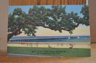 C 1940 Typical Scene Along Highway 90 On The Mississippi Gulf Coast Postcard